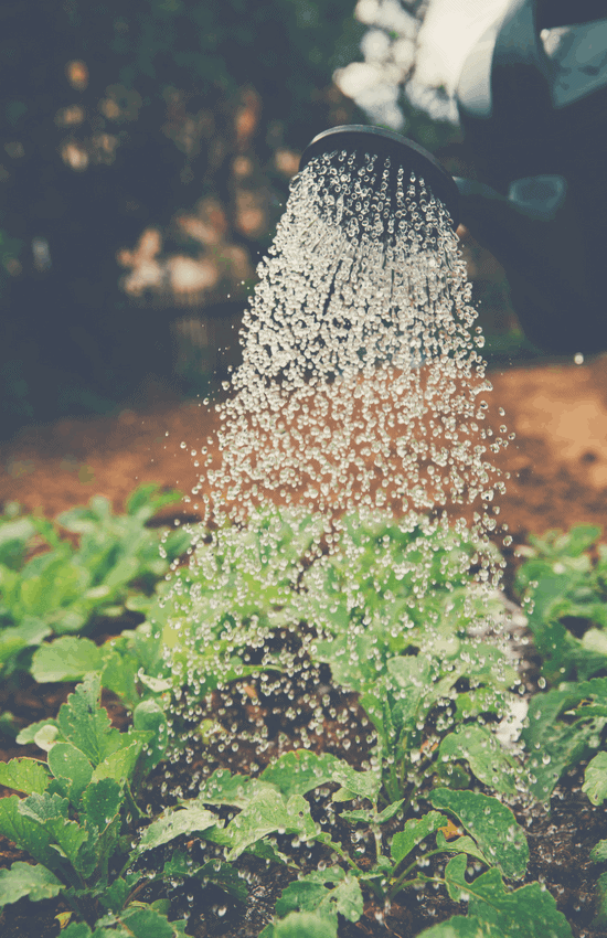 Gardening | happiness in retirement hobbies could boost your health_gardening