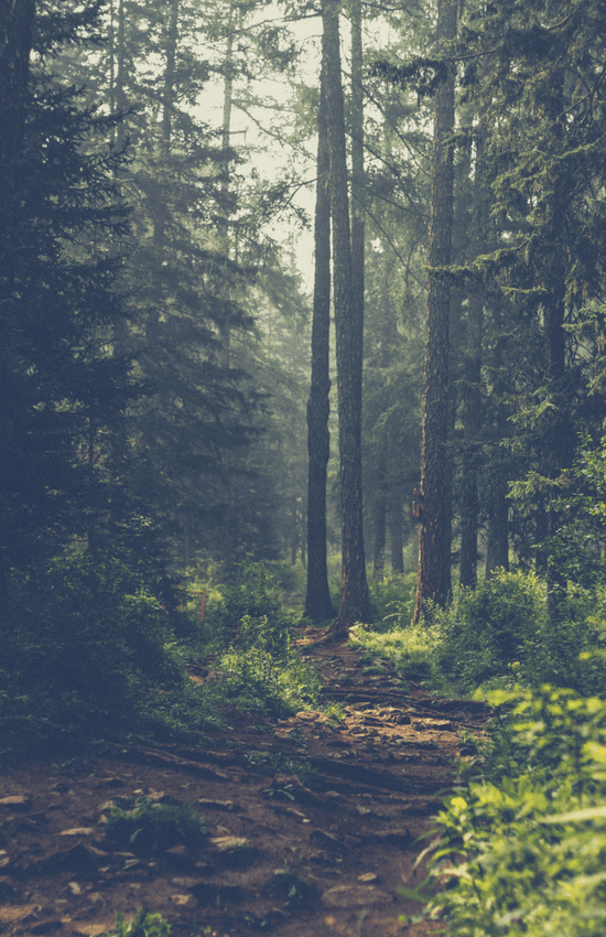 12 hobbies could boost your health_forest_bathing